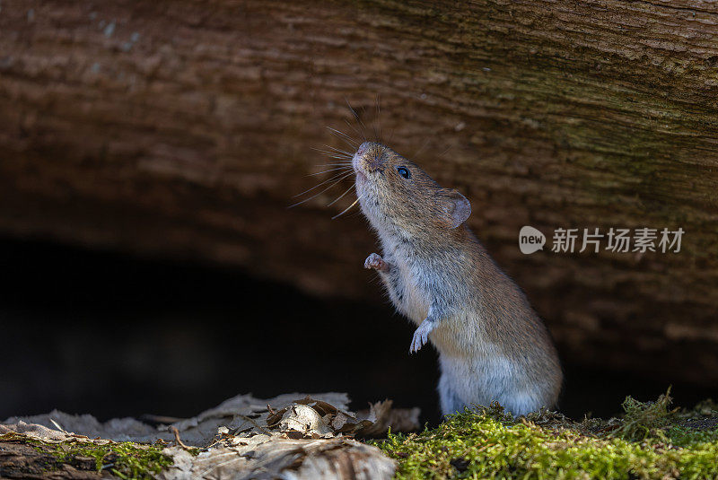 可爱的银行田鼠（Myodes glareolus）